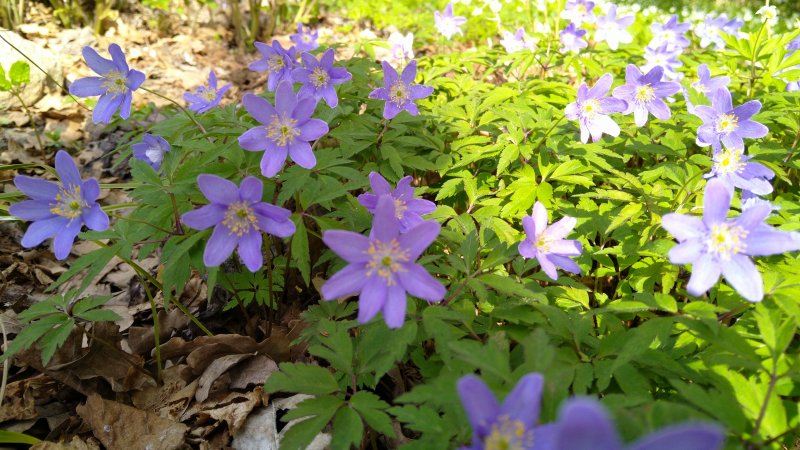 Anemone nemorosa 'Royal Blue' Hämyvuokko